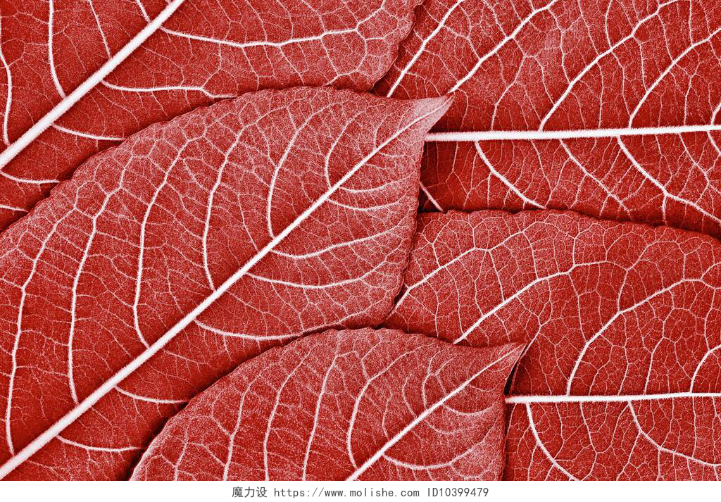 桌面壁纸红色树叶纹理特写为自然背景或为红色计算机桌面墙纸制作的几片树叶的特写纹理